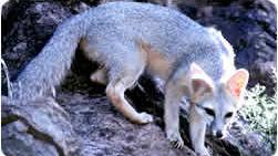 Fox attacks hiker today in Saguaro National Park East